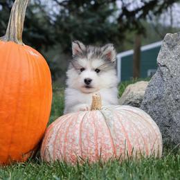 Stomps - Sable and white male Alaskan Malamute puppy in Spokane, Washington from Asgard Wooly Malamutes