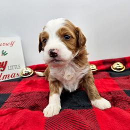Mint - Red male Bernedoodle puppy in Granton, Wisconsin from Rose River Farms