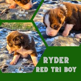Ryder - Red tri-color male Australian Shepherd puppy in Abilene, Texas from S&K Aussies N' Rotties