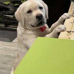 Labrador Retriever Puppies from New England Premier English Labradors