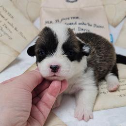 Hermione Granger-full length tail - Sable female Pembroke Welsh Corgi puppy in Deming, New Mexico from Dragon Ridge Corgis