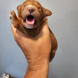 Blaze - Red  female Goldendoodle puppy in Forest, Ohio from Mini Doodle Buddies