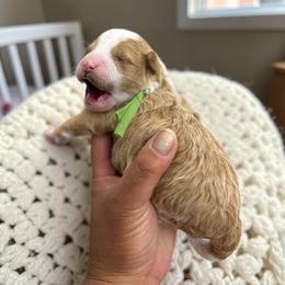 Oliver - Brown and white male Bernedoodle puppy in Gainesville, Florida from Pet Inn Xxweetdoodles