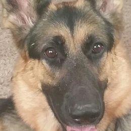 German Shepherds from South Star