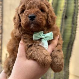 Fern - Red  male Goldendoodle puppy in Goodyear, Arizona from GAMMIE’S DOODLES