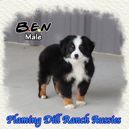 Ben - Miniature Australian Shepherd puppy from Flaming Dill Ranch Aussies