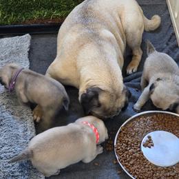 Girl 3 - Fawn female Pug puppy in Rutherfordton, North Carolina from Sweetie Pie Pugs