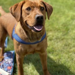 Rookie - Labrador Retriever