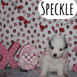 Speckle - White female Pomsky puppy in Clarkston, Utah from Red Rock Ranch Breeders