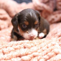 Flynn - Chocolate and tan male Dachshund puppy in Eaton, Ohio from Miniature Alphas Dachshunds