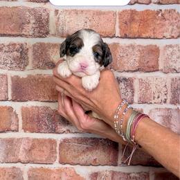 Rose - Merle female Cavapoo puppy in Calhoun, Georgia from Happy Top Doodles