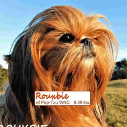 Rouxbie - Shih Tzu