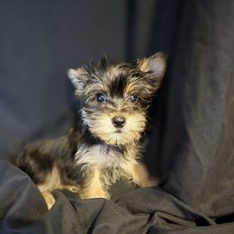 Daisy - Black and gold female Yorkshire Terrier puppy in Zuni, Virginia from Serendipity Yorkies