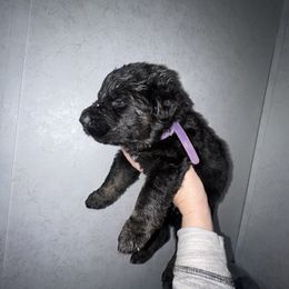 Cinder- Purple - Black and tan female German Shepherd puppy in Winterport, Maine from Vom Stevens Old Fashioned German Shepherds