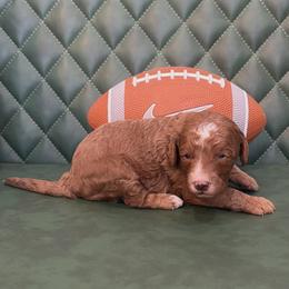 Skattebo - Red male Cavapoo puppy in Central, Arizona from Desert Valley Doodles