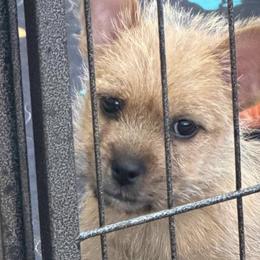 Norwich Terriers from Tuffy’s Brown Dogs