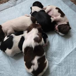 Shih Tzu puppies from Nique's Shih Tzus