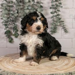 Torch - Standard Bernedoodle - Tri-color male Bernedoodle puppy in Eureka, Illinois from Joley Aire Family Dogs
