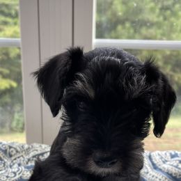 Miniature Schnauzer All Grown Up from Water Oak Farm