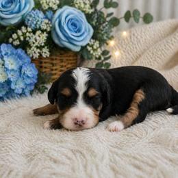 Maverick - Tri-color male Bernedoodle puppy in Myrtle Beach, South Carolina from Colorful-K9'S