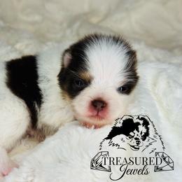Pomeranian Puppies from Treasured Jewels Pomeranians