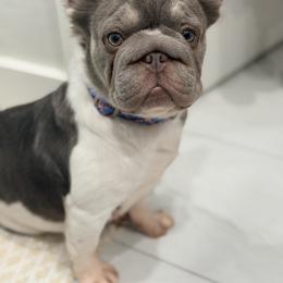 Minnie - French Bulldog