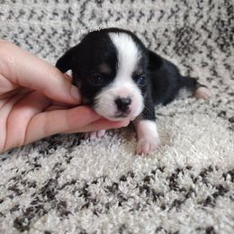 Velma - Black and tan female Chihuahua puppy in Dandridge, Tennessee from The Z Spot Exotics