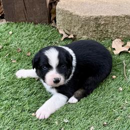 Cisco - Black tri-color male Australian Shepherd puppy in Mount Vernon, Texas from RJ's Aussie Posse