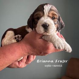 Brianna Fraser - Liver white and tan female English Springer Spaniel puppy in Tupalo, Mississippi from Butterfield Trail Farm