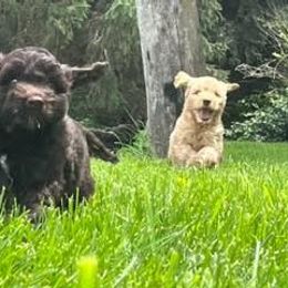 Australian Labradoodle Puppies from AKAs Doodles and Poodles, LLC