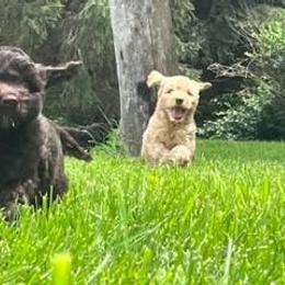 Australian Labradoodle Puppies from AKAs Doodles and Poodles, LLC