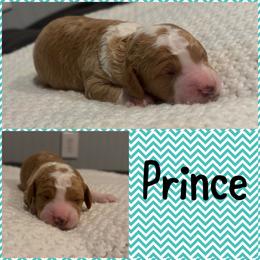 Prince - Brown and white male Bernedoodle puppy in Beauty, Kentucky from The Doodle Pad