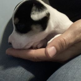 Queen Joli - Jack Russell Terrier puppy from Royal Russells Ranch