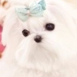Maltese, Maltipoos, and Poodles from Joyful Pups