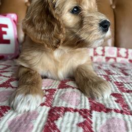 Gypsy's yellow collar puppy - Apricot female Goldendoodle puppy in Ottawa, Ohio from Simply Beautiful Goldendoodles