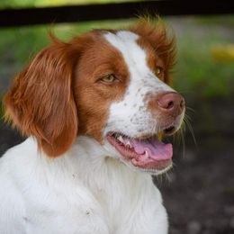 Daisy or May May - Brittany