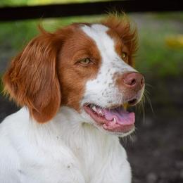 Daisy or May May - Brittany