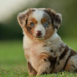 Miniature Australian Shepherd and Toy Australian Shepherd Puppies from Southern Edition Aussies