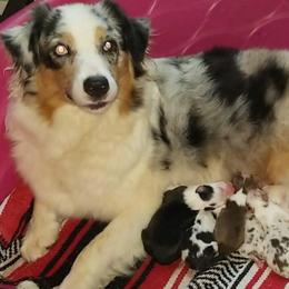 Akira - Australian Shepherd