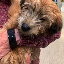 Soft Coated Wheaten Terrier Puppies from Kayos Kennel