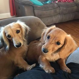 Dachshunds from Bloomingtails Doxies