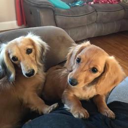 Dachshunds from Bloomingtails Doxies