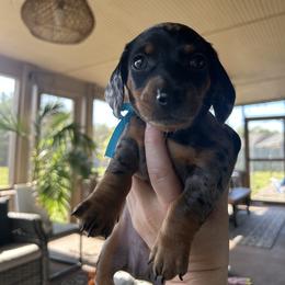 Dachshund Puppies from Dapper Dachshund