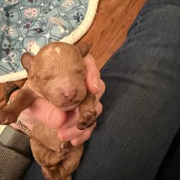 Yellow Collar - Red male Cavapoo puppy in Flowery Branch, Georgia from Hannah's Pups