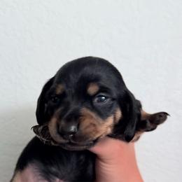 Funk - Black and tan male Dachshund puppy in Albuquerque, New Mexico from Designer Dachshund Club
