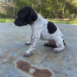 Puppy 11 - Liver and white German Shorthaired Pointer puppy in Pollok, Texas from Rockin’ Lazy 8