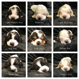 Basset Hound Puppies from Bear’s Bassets
