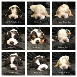 Basset Hound Puppies from Bear’s Bassets