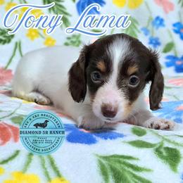 TONY LAMA - Piebald male Dachshund puppy in Columbia, Louisiana from Diamond 5R Ranch AKC & CKC Miniature Dachshunds