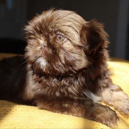 Chocolate and Tan - Chocolate and tan male Shih Tzu puppy in Clinton, Tennessee from Southland’s Shih Tzus
